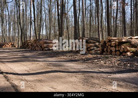Stacks of harvested timber logs by a dirt road in a sunny forest during spring Stock Photo