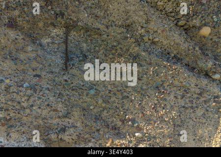 A close-up shows a reinforced concrete texture with a piece of rusty rebar (reinforcing bar) protruding from the surface. The aggregate of the concrete is visible, creating a rough texture. Stock Photo