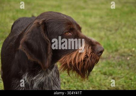German wirehaired pointer dog closeup outdoor portrait Stock Photo