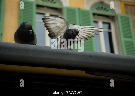 Two pigeons perched on a roof gutter with one spreading its wings in a relaxed setting against a backdrop of shuttered windows and warm lighting. Stock Photo
