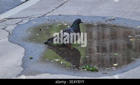 Pigeon drinking water from a puddle on asphalt street in Moscow during hot summer day Stock Photo
