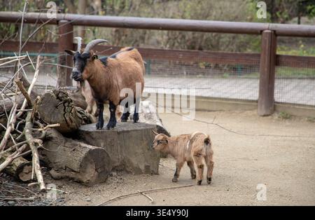 Adult Dwarf or Nigerian Dwarf Goat with Kid. Stock Photo