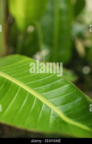 Macro view of green leaf with veins and soft bokeh background Stock Photo