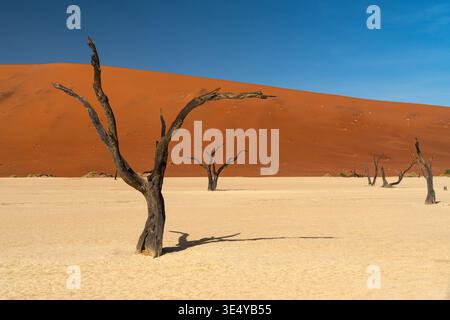 Ancient Acacia Trees in Deadvlei, Sossusvlei Namibia Stock Photo