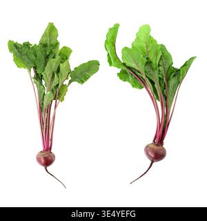 Two fresh raw baby beets with green leaves isolated on white background. File contains clipping path. Stock Photo