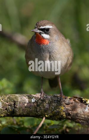 Siberian Rubythroat / Rubinkehlchen ( Luscinia calliope ), second calendar year, male bird, perched on a rotten branch, Netherlands. Stock Photo