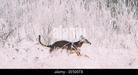 Dog running through tall frosted grass in a winter landscape. Hunting Sighthound Hortaya Borzaya Dog During Hare-hunting At Winter Day In Snowy Field Stock Photo