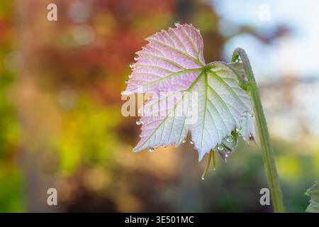 New Growth on a Grapevine with Beautiful Water Droplets on the Leaves Stock Photo