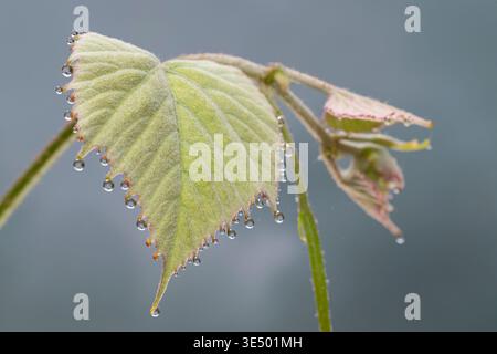 Water Drops Collect on a Grape Leaf from Guttation Stock Photo