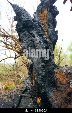 Burned trunk base cracked open to show bright orange inner wood. Wildfire tree mortality, exposed heartwood anatomy, and forest ecosystem disruption. Stock Photo