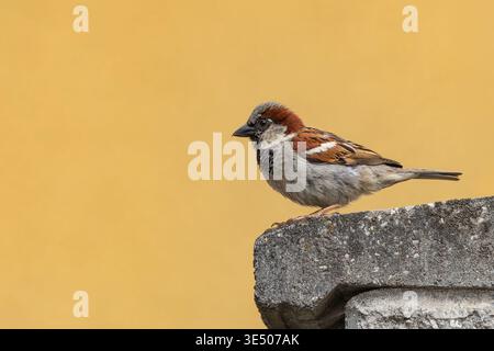Close up portrait of a male house sparrow perching on a grey wall. Yellow background. Stock Photo