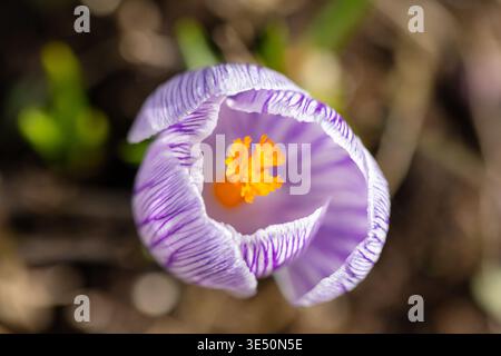 Macro photo of a purple crocus bloom showing delicate striped petals and a bright orange stigma, capturing spring renewal, freshness and fragile botan Stock Photo