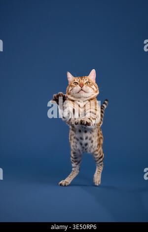 A Bengal cat stands and raises both paws in a playful motion on blue background. Stock Photo