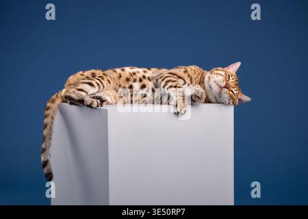 A Bengal cat lays flat over a cube with its front and back legs hanging in studio. Stock Photo