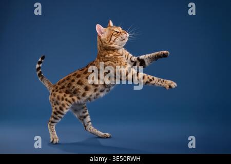 The Bengal kitten appears in mid-jump with legs bent and tail extended. Captured at a perfect moment, the action feels dynamic and playful. Stock Photo