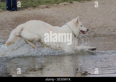 White Swiss Shepherd dog playing and splashing in the water Stock Photo