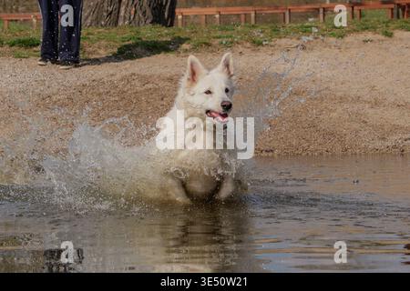 White Swiss Shepherd dog playing and splashing in the water Stock Photo