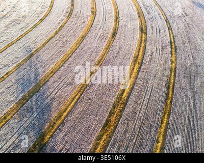 Aerial view of curved rows in a cotton field with golden sunlight highlights and soft shadows in Valdosta, Georgia, United States. Stock Photo