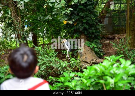Child watches tall white bird in lush green forest. Bird stands near tree trunk, wings slightly spread. Scene peaceful, child focused, curious. Ideal Stock Photo