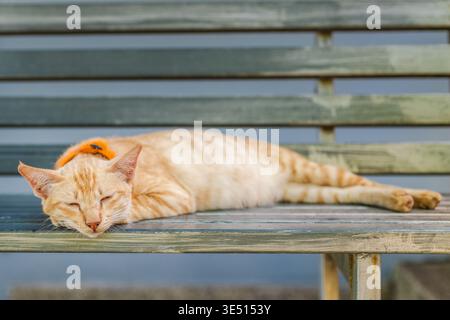 Ginger cat lying stretched on metal bench with orange collar resting peacefully in warm daylight outdoor scene Stock Photo