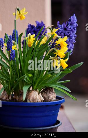 Spring bulb flowers blooming in a blue pot, yellow daffodils and purple hyacinths on a terrace, seasonal gardening and home decoration concept Stock Photo