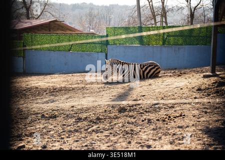 Plains zebra Equus quagga resting on sandy ground inside zoo enclosure under warm sunlight with striped body clearly visible in natural outdoor enviro Stock Photo
