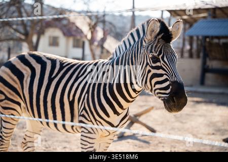 Plains zebra Equus quagga close up portrait standing in zoo enclosure with detailed striped pattern clearly visible in warm natural sunlight outdoor s Stock Photo