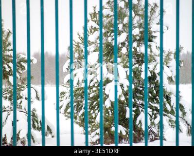 a fir tree behind the painted metal fence, winter scene Stock Photo