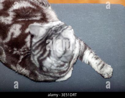 above view of a tabby cat lying on the bed or sofa, indoor shot Stock Photo