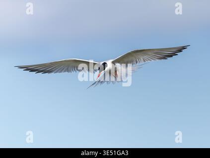 Common tern "Sterna hirundo" hovering in flight, wings outstretched and isolated against heavenly blue sky. Ireland Stock Photo