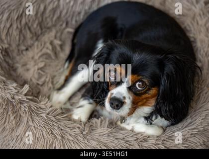 A cute tricolor Cavalier King Charles Spaniel resting in a soft fluffy dog bed looking at the camera Stock Photo