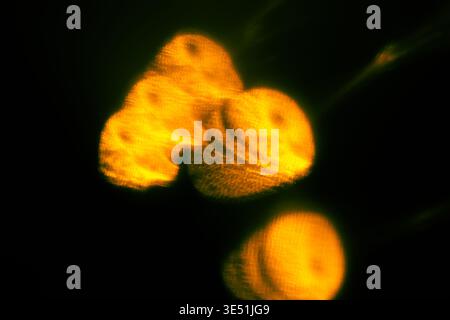 Abstract black and orange light liquid background. Gradient mesh effect bright color blend. Blurred and defocused Stock Photo