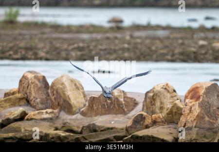 Blue Heron Takes Off Over Red Rocks In Arkansas River Stock Photo