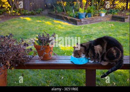 Christchurch, New Zealand: Tabby cat eats from blue bowl on wooden fence in sunny backyard garden with lush green lawn and terracotta pots. Stock Photo