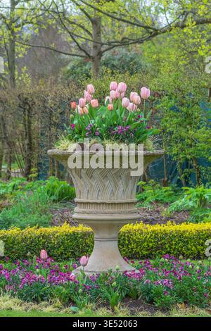 Classical vintage urn planted with spring-flowering tulips and pansies and underplanted with tulips Stock Photo