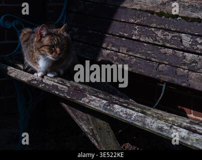 Tabby pet cat on garden bench in sunlight Stock Photo