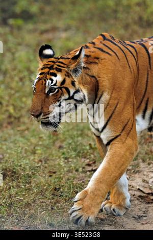 Bengal Tiger (Panthera tigris tigris) Close-up in Profile, Walking on Forest Dirt Road. Kanha, India Stock Photo