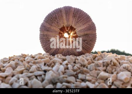 Sea urchin shell stand pebble beach sunlight shining hollow center bright flare natural. Minimal coastal scene marine texture seaside stones warm Stock Photo