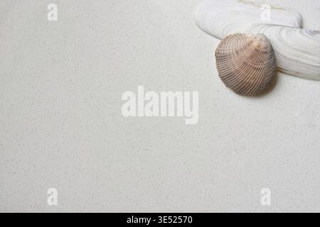 White and purple seashells arranged on a clean surface, captured in soft natural light. Minimal beach-inspired composition highlighting marine texture Stock Photo