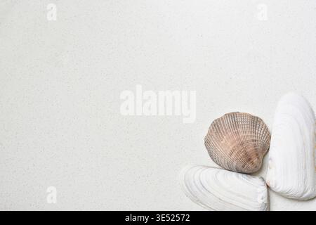 White and purple seashells arranged on a clean surface, captured in soft natural light. Minimal beach-inspired composition highlighting marine texture Stock Photo