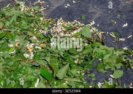 Close-up view of fresh green wood chips and shredded leaves on a black surface. garden mulch, organic compost, recycling material. Stock Photo