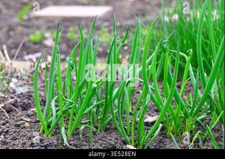 Young green onion sprouts emerging from dark soil in a garden bed Stock Photo