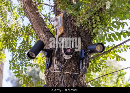 Security cameras, directional lamps and electrical outlet mounted on tree in natural setting. Daytime scene emphasizes surveillance and urban intrusion in nature. Stock Photo