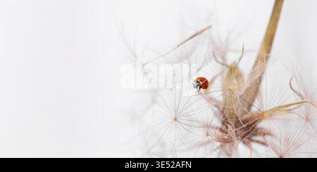 Ladybird on fluffy Dandelion on light background Stock Photo