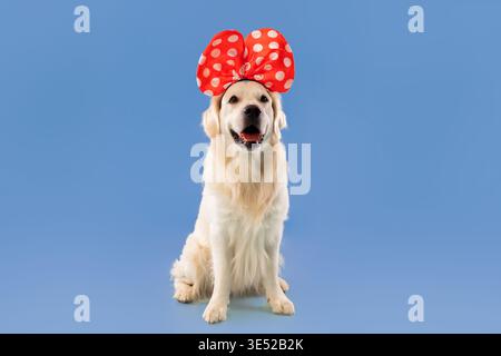 Happy Dog Wears Big Bow on Its Head Against Blue Background in Playful Setting Stock Photo
