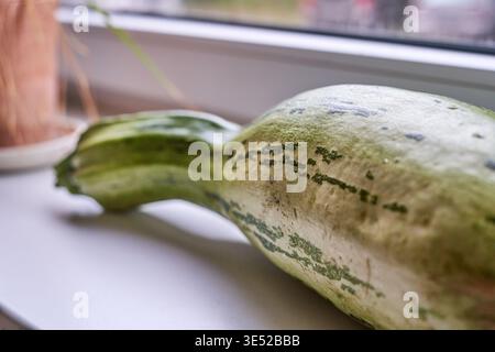 Close-up macro photograph of a green and white ornamental gourd or squash with distinctive dark green stripes and spots, resting on a white surface Stock Photo
