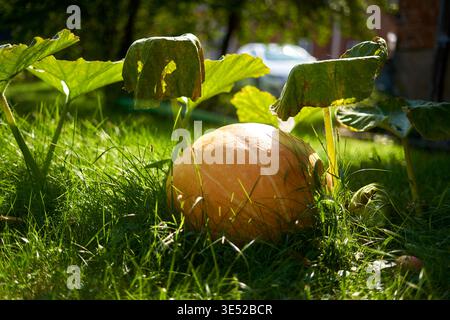 A large, ripe orange pumpkin resting on lush green grass in a garden setting. The pumpkin is surrounded by large green leaves from the pumpkin plant, Stock Photo