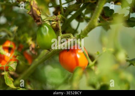Close-up macro photograph of cherry tomatoes growing on a vine in a garden or agricultural setting. The image features a vibrant orange ripe tomato Stock Photo