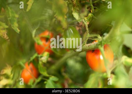 Close-up photograph of grape or cherry tomatoes growing on the vine, displaying various stages of ripeness from bright green to vibrant orange-red. Stock Photo