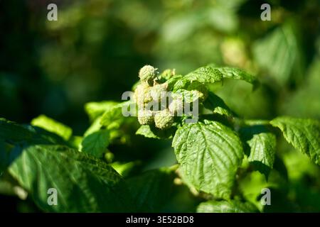 A close-up photograph of unripe green raspberries growing on a branch in a garden or agricultural setting. The berries are clustered together in Stock Photo